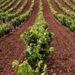 La Rioja convoca ayudas para la destilación de 18,5 millones de litros excedentarios de vino y destina 15,8 millones de euros