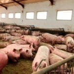 Balance positivo del sector porcino gracias a la bajada de los costes de producción aunque con incertidumbre ante las nuevas normas