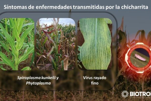 Para terminar con la chicharrita, se aprobó un bioinsecticida de acción prolongada