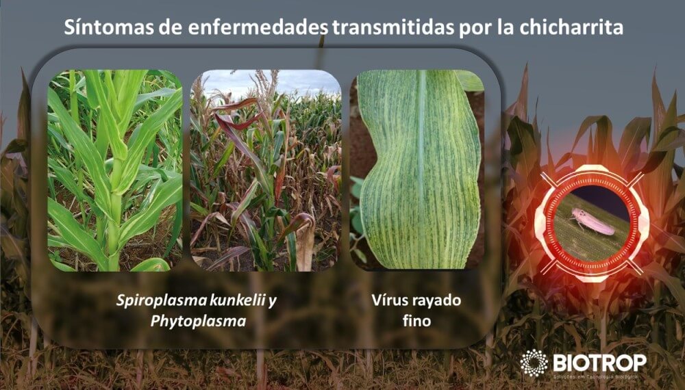 Para terminar con la chicharrita, se aprobó un bioinsecticida de acción prolongada