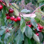 Vuelven a reclamar a Agroseguro y a Enesa la necesidad de cambiar “radicalmente” las condiciones del seguro de la cereza