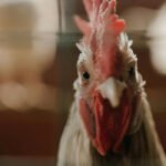 Hay una demanda de mejorar el bienestar animal, pero… ¿qué sabe realmente la sociedad?