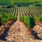 Destacan el desinterés de los viticultores por optar a nuevas plantaciones de viñedo en las D.O. Bierzo y León