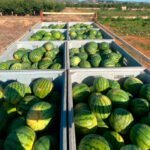 No todo va bien en todas partes: denuncian que el precio de la sandía se desploma en campo en la C. Valenciana un 38% sobre la pasada campaña