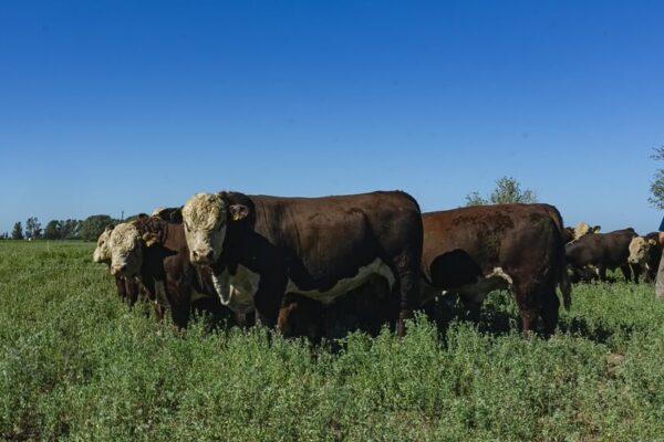 Sustentabilidad en la cadena bovina: los Hereford comenzarán a medir su huella de carbono