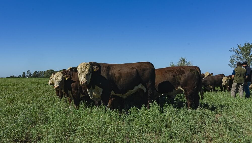 Sustentabilidad en la cadena bovina: los Hereford comenzarán a medir su huella de carbono