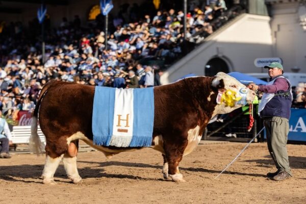 Con un jurado internacional, Tres Colonias y Garruchos se llevaron los máximos premios en los Hereford