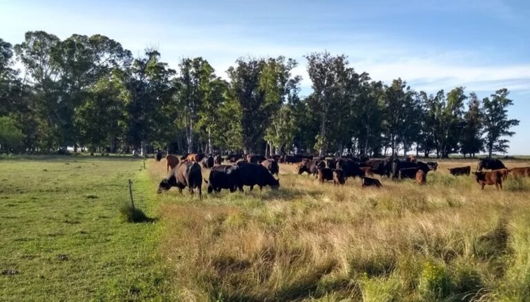 En Olavarría, el suelo “come” antes que los animales y se alimenta la ganadería regenerativa