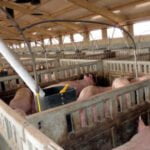 Piden una prórroga de 3 años: La adaptación de las granjas de porcino a las exigencias de bienestar animal supondrá un sobrecoste de 300.000€