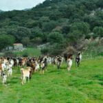 Denuncian la bajada “injustificada en los precios de la leche de cabra” que afecta a los ganaderos de la sierra de Cádiz y Málaga