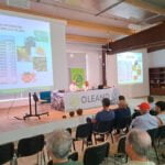 Oleand Manzanilla Olive afronta su cuarta fusión al incorporar a la cooperativa CASIL y prevén una facturación conjunta de 150 millones Oleand Manzanilla Olive afronta su cuarta fusión al incorporar a la cooperativa CASIL y prevén una facturación conjunta de 150 millones