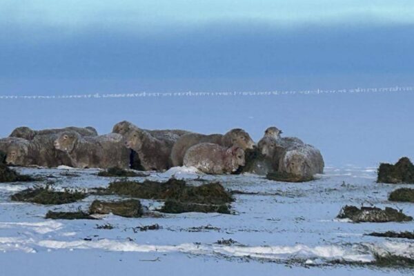 Una ayuda contra la nieve: Santa Cruz y Chubut registraron temperaturas entre las más altas del país
