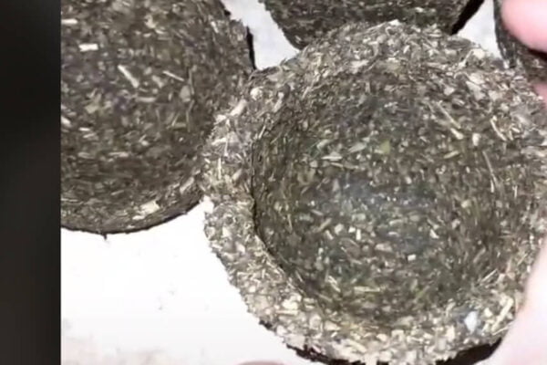 Cómo hacer una plantera biodegradable con yerba usada