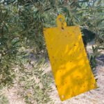 Arranca un año más en Sierra Mágina la campaña de control y tratamiento contra la plaga de la mosca del olivo