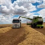 Mucha volatilidad en el mercado internacional de los cereales con muchas repeticiones y bajadas en el nacional