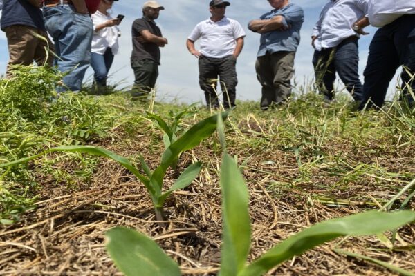 Prácticas sustentables: elaboran un manual para producir bajo agricultura regenerativa