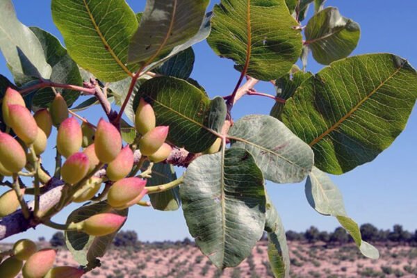 El pistacho ya juega de local: el cultivo que se expande en Argentina por su adaptación al cambio climático