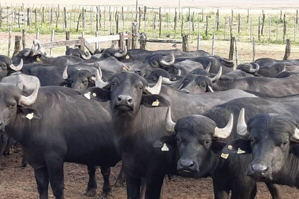 La década ganada de los búfalos: una alternativa ganadera que creció 54%