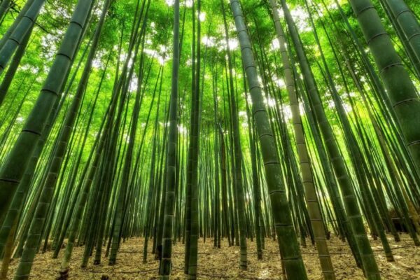 Alimentación saludable: el bambú, una alternativa que toma fuerza por sus propiedades nutricionales