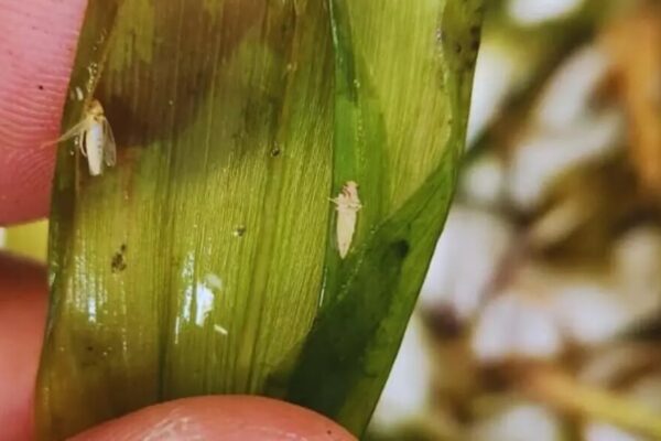 El maíz le agradece al frío: el clima extremo ayudó a reducir la temible población de la chicharrita