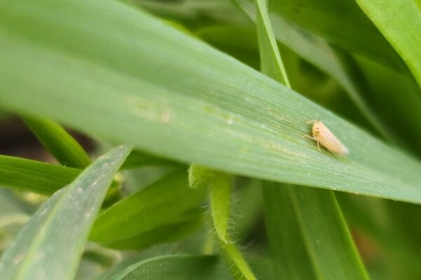 Mitos y verdades de la chicharrita del maíz: ¿cuánto frena realmente el frío a la plaga?
