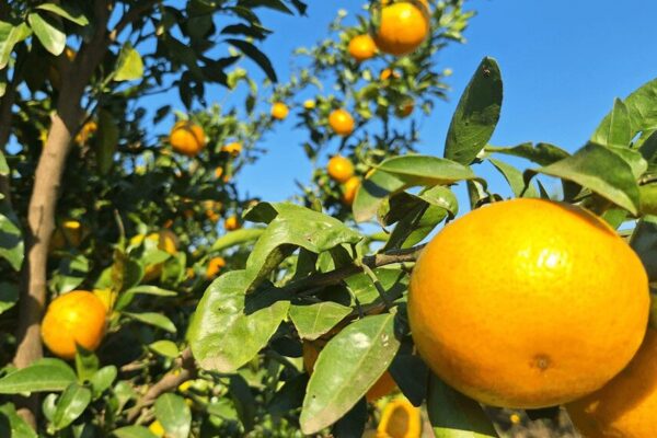 Con el “efecto telaraña” de trasfondo, las economías regionales siguen atrapadas en la crisis
