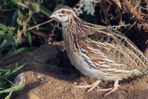 Cría de codornices: la producción alternativa más recomendada para diversificar ingresos