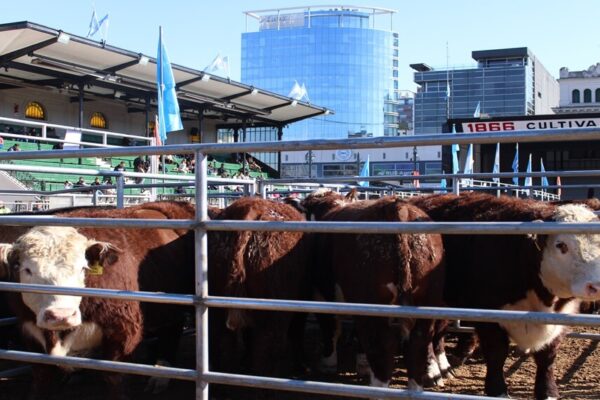 En busca de la excelencia: la calidad de los novillos tuvo su premiación en la tradicional pista de La Rural