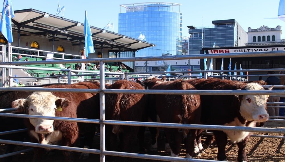 En busca de la excelencia: la calidad de los novillos tuvo su premiación en la tradicional pista de La Rural