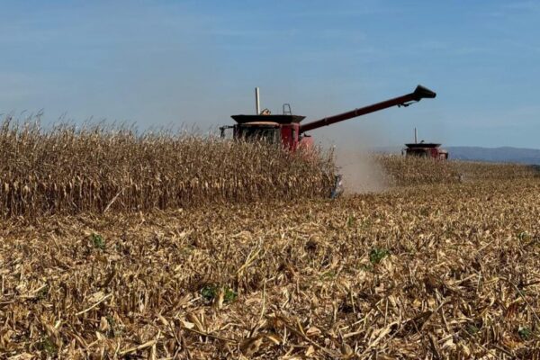 La cosecha de maíz va por su tramo final, con 10 millones de toneladas que quedaron en el camino