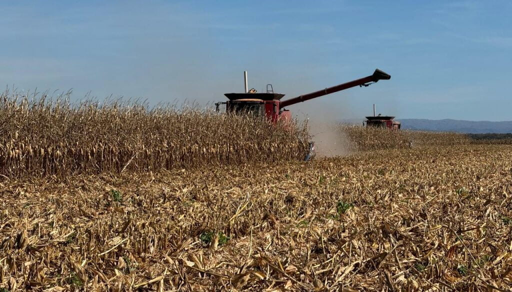La cosecha de maíz va por su tramo final, con 10 millones de toneladas que quedaron en el camino