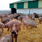 El Grupo Operativo ferTICycle evalúa con tecnología innovadora la aplicación sostenible del purín como fertilizante orgánico