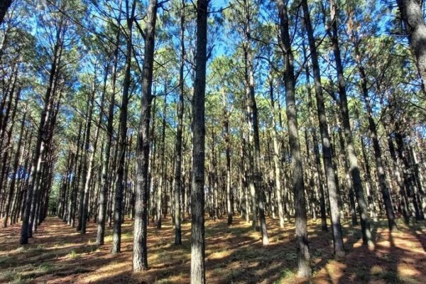 La sustentabilidad, en La Rural 2024: los mercados de carbono tendrán un espacio destacado