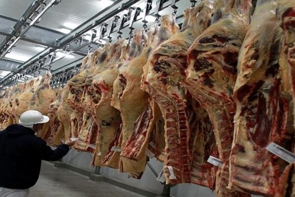 En alerta por la caída en la faena, la industria frigorífica reclama medidas contra la informalidad