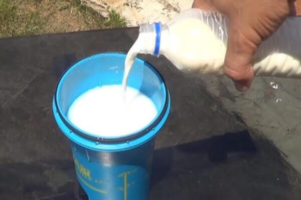 Fungicida casero hecho con leche, súper eficaz para eliminar hongos de la huerta