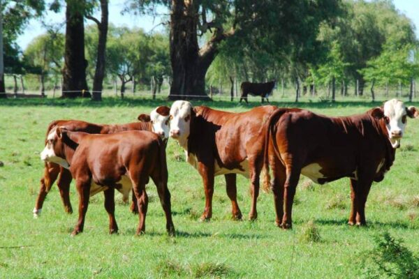 El valor de la sustentabilidad como “una oportunidad”: la Sociedad Rural presentó su Sello de Triple Impacto