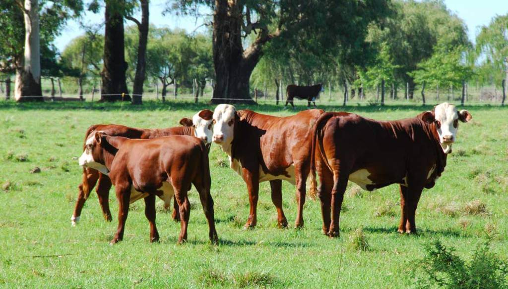 El valor de la sustentabilidad como “una oportunidad”: la Sociedad Rural presentó su Sello de Triple Impacto