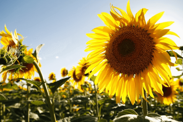 El girasol se alista para la siembra 2024/25 con la misma superficie que el año pasado El girasol se alista para la siembra 2024/25 con la misma superficie que el año pasado