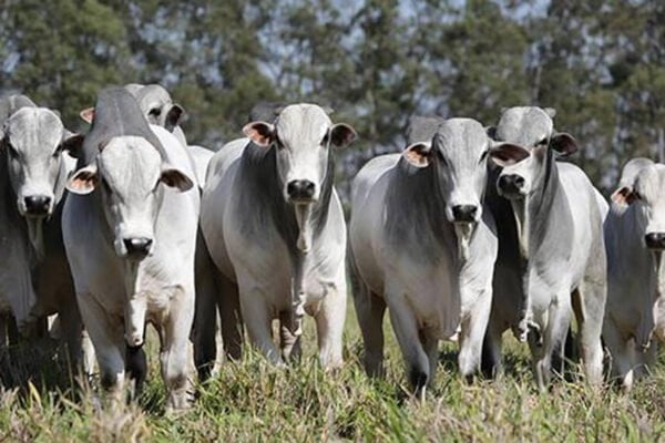 El agro de Brasil ya es “un país”: casi 30 millones de personas trabajan para el sector