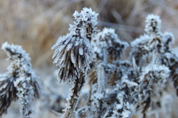 La ola polar no da tregua: hay 9 provincias en alerta roja por temperatura extrema