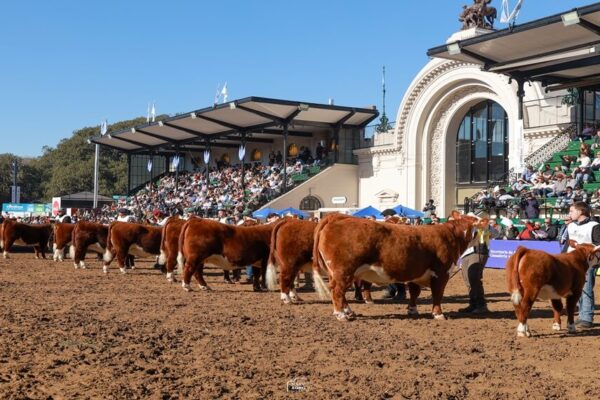 Los 100 años de Hereford en Argentina: “El mejoramiento genético nunca termina”