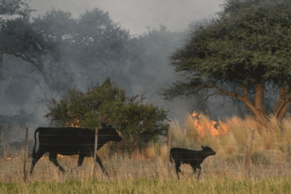 Se acerca la temporada de incendios y comenzaron a encenderse las primeras alertas