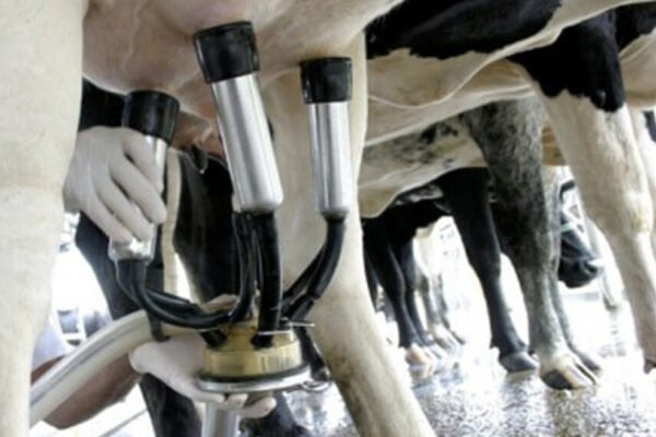 En un “contexto difícil para la lechería”, el Gobierno de Buenos Aires anunció financiamiento