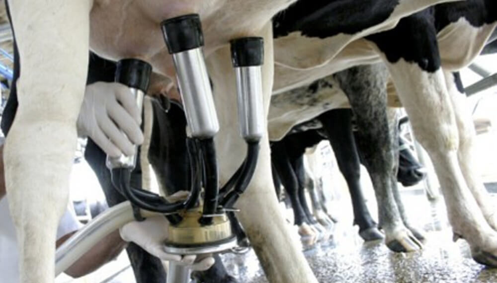 En un “contexto difícil para la lechería”, el Gobierno de Buenos Aires anunció financiamiento