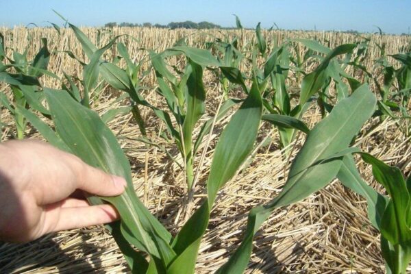 El maíz 2024/25, sumido en la incertidumbre: en la zona núcleo la siembra caería 30%