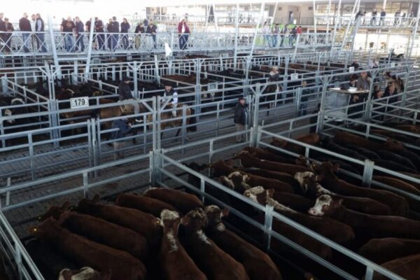 En el primer semestre, la cotización de la hacienda le ganó la pulseada a la inflación