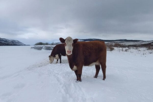 ¿Adiós a la ola polar? Se espera una merma en la crudeza del frío, y un respiro para los productores