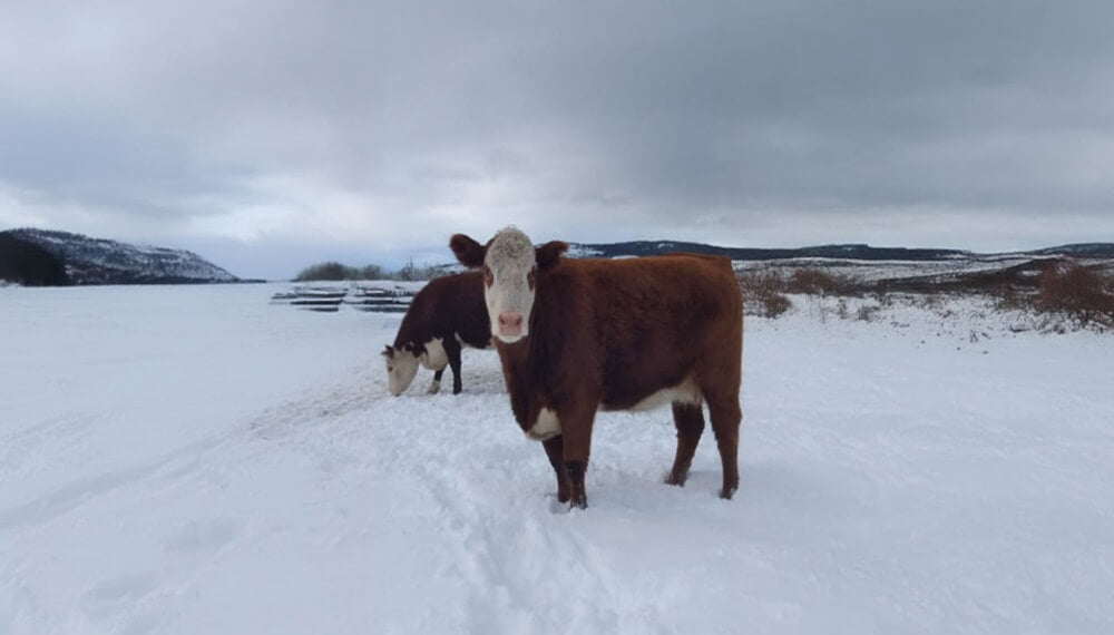 ¿Adiós a la ola polar? Se espera una merma en la crudeza del frío, y un respiro para los productores