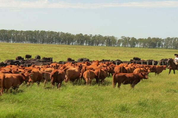 Ganadería regenerativa: los seis pilares para capturar más carbono y productividad