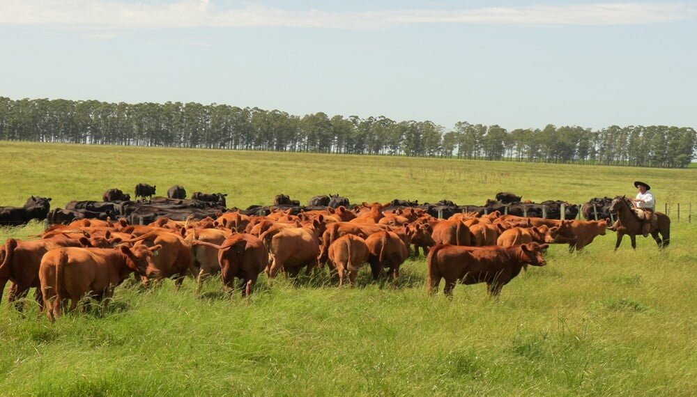 Ganadería regenerativa: los seis pilares para capturar más carbono y productividad